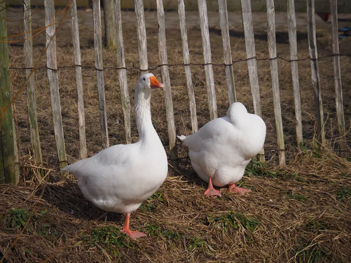 Lens Polder Petting zoo in Newport (Belgium)